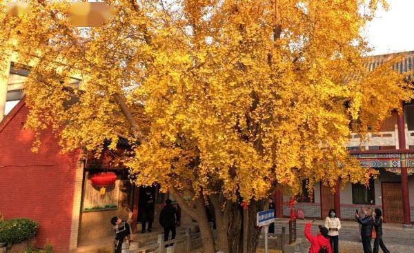 郑州千年银杏进入观赏期！这棵上过热搜的古树，究竟有多美？